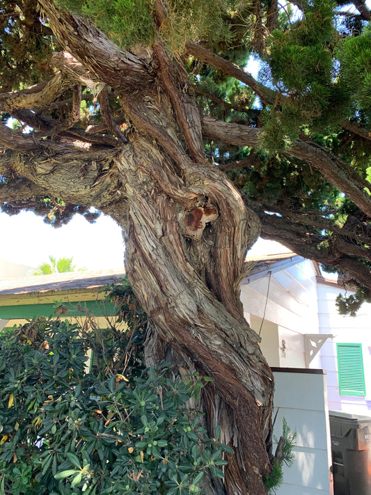 Juniper That Survived