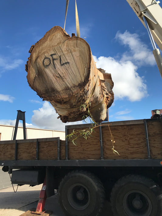 HOW A 100-YEAR OLD TREE FROM BALBOA PARK CAME TO LIFE AT THE GENERAL’S RESIDENCE