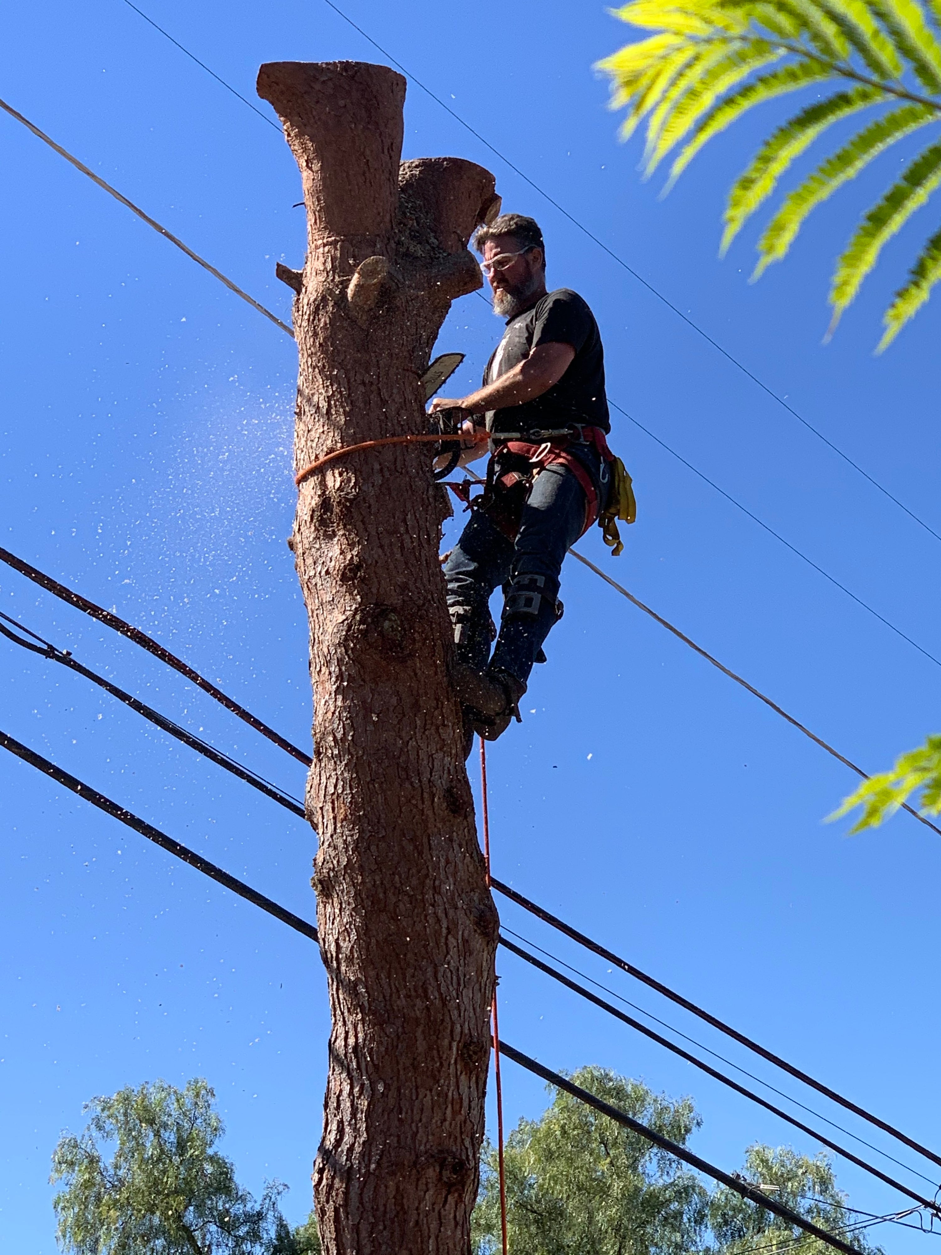 live edge wood san diego - we count on a professional staff