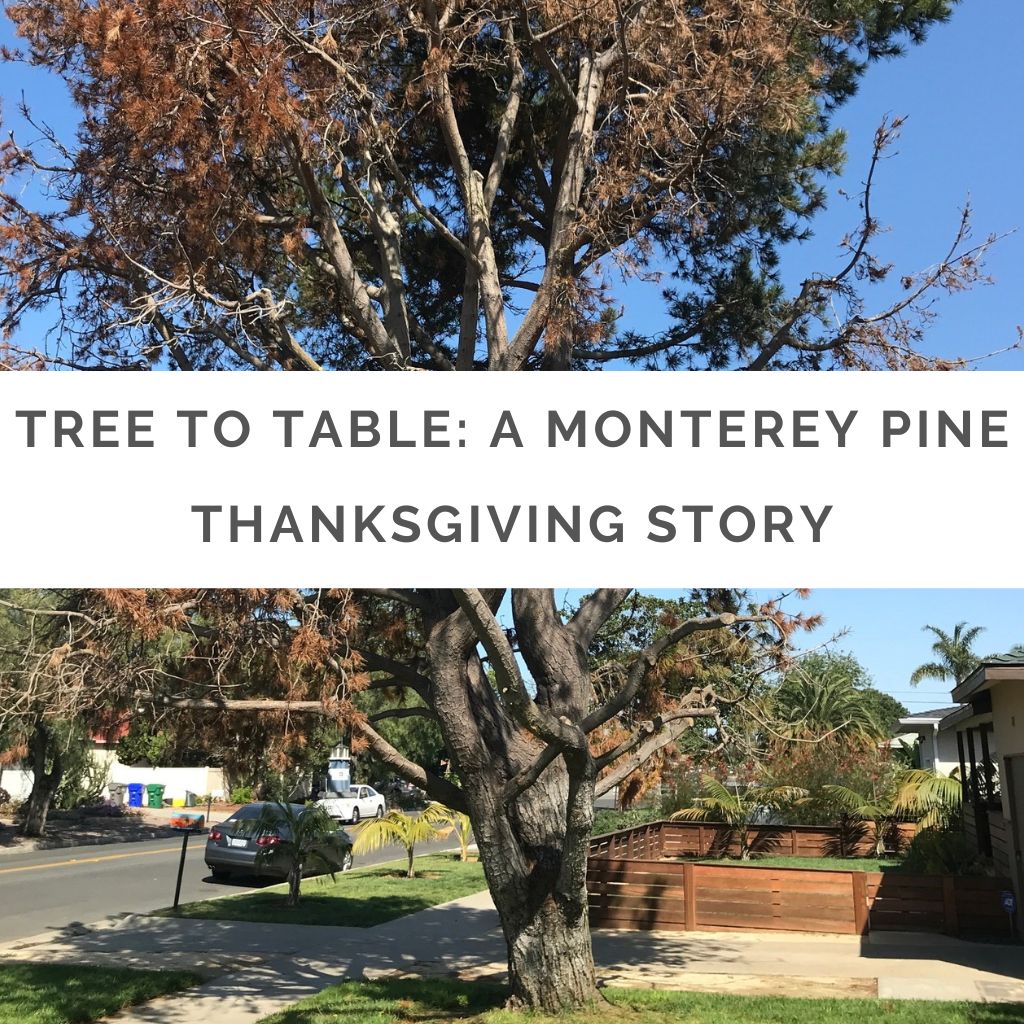 Tree to Table: A Monterey Pine Thanksgiving Story